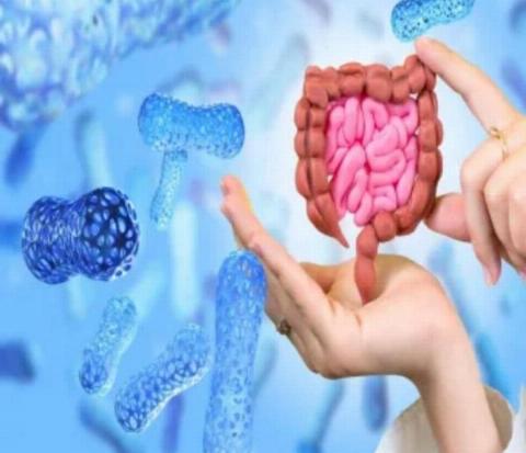 الميكروبيوم المعوي: كيف تؤثر بكتيريا الأمعاء على صحتنا الأيضية؟بقلم الدكتورة زهراء درويش