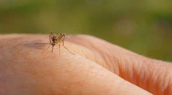 Is mosquitoes a means to transmit the Corona virus in the summer