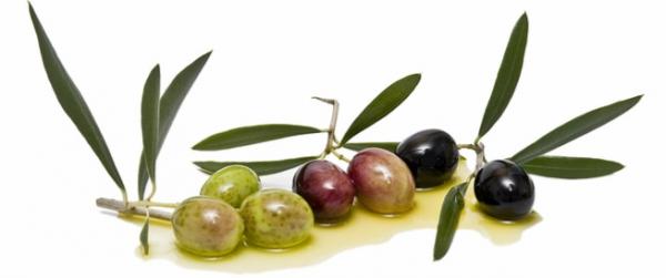 Olive leaf is another healthy treasure from olive trees